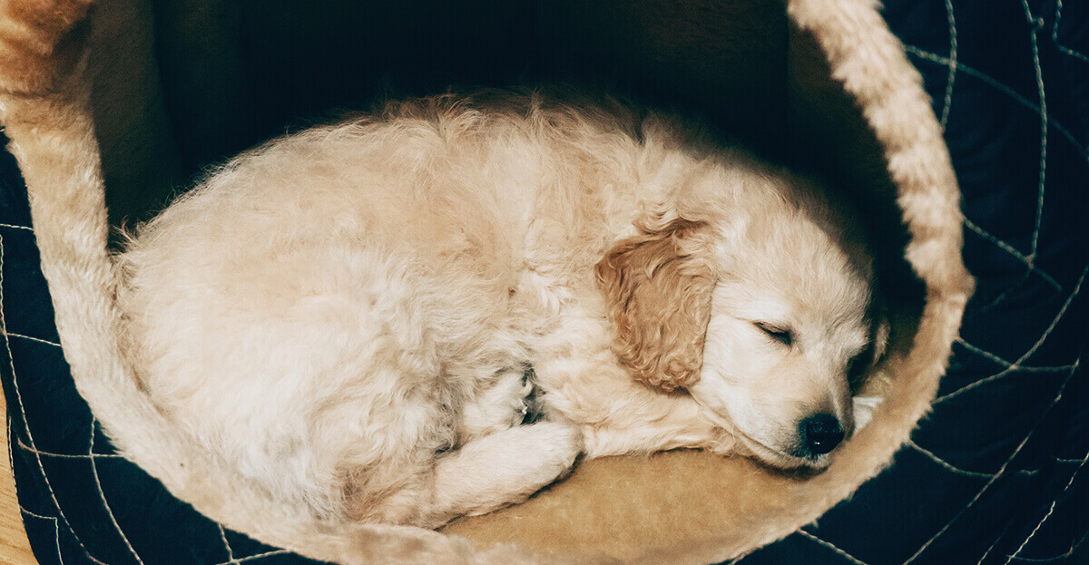 Hund nachts allein lassen 7 Tipps, mit denen es klappt